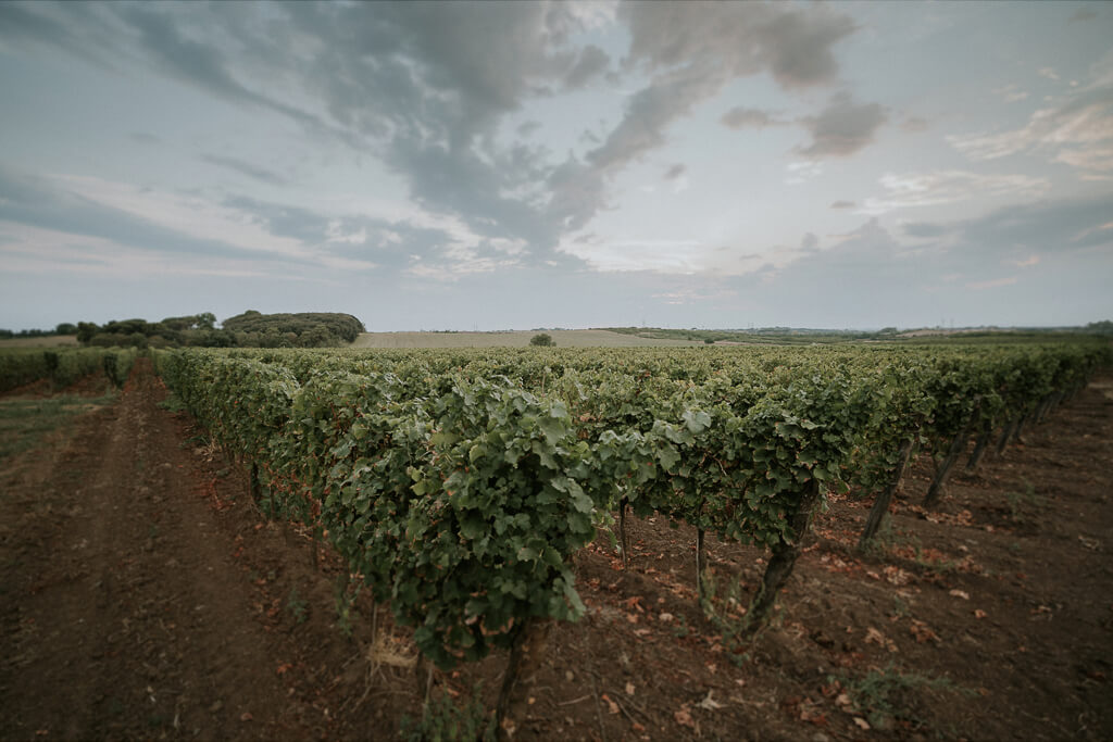 Matrimonio Vigneto